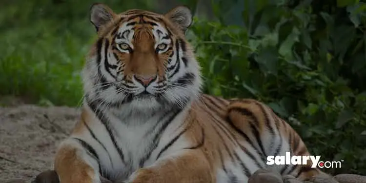 Finding Your DISC Personality Test Style